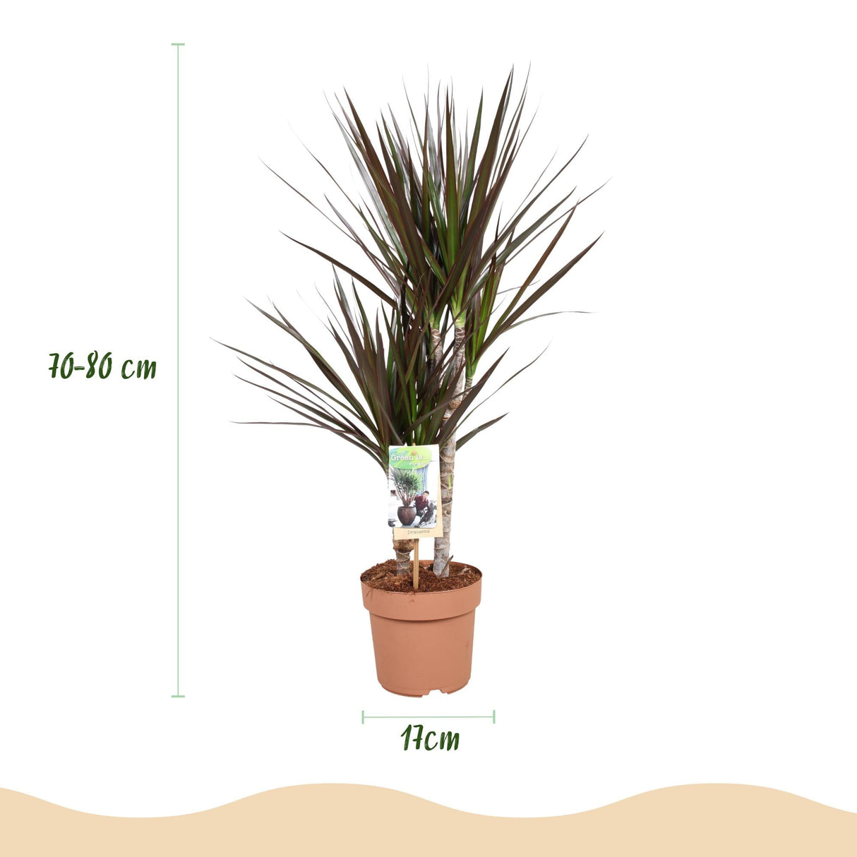Livraison plante Dracaena Magenta – Lot de 1