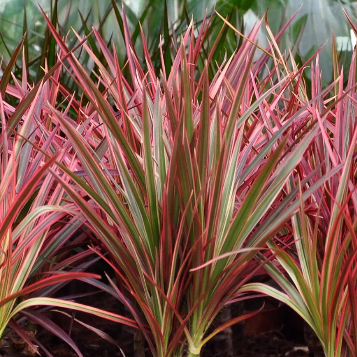 Livraison plante Dracaena Magenta – Lot de 2 – Pot 17 cm – Hauteur 70 - 80 cm