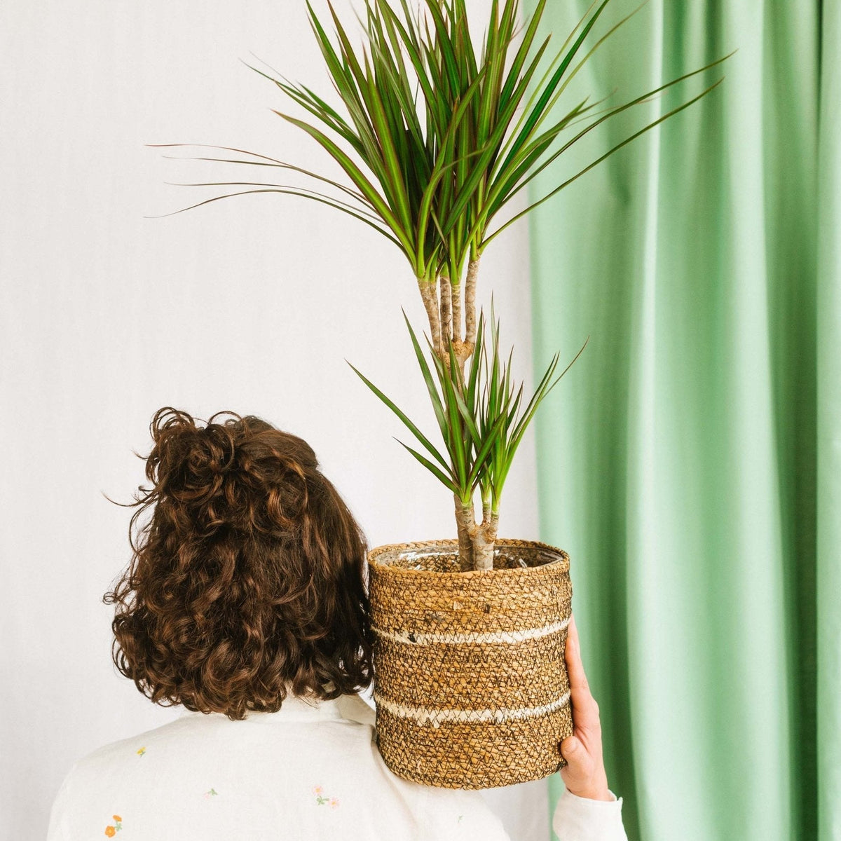 Dracaena Marginata P21: Pflegeleichte Zimmerpflanze