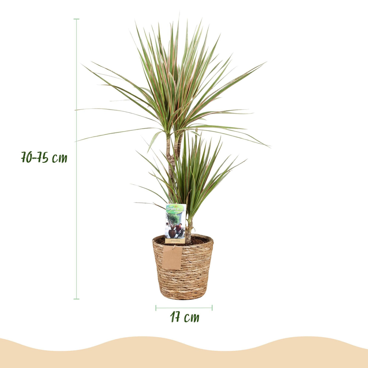 Livraison plante Dracaena Marginata Bicolor et panier H75 cm