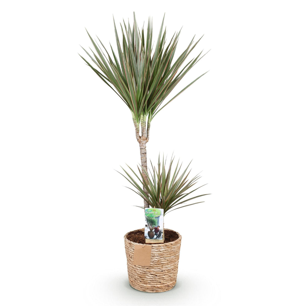 Livraison plante Dracaena Marginata Bicolor – Pot 21 cm – H90 - 100 cm