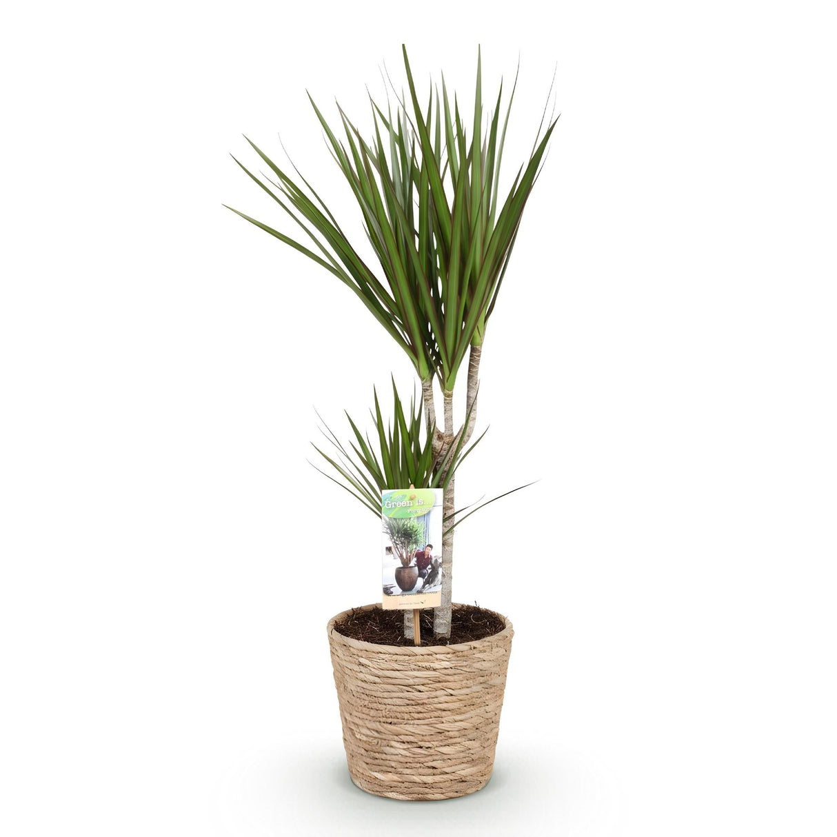 Livraison plante Dracaena Marginata et panier H75cm