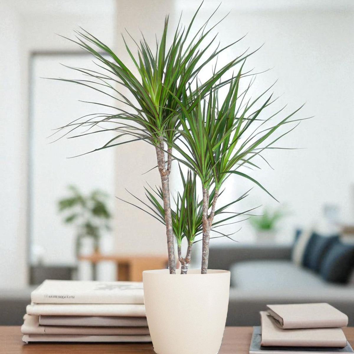 Dracaena Marginata mit Topf  Pflegeleichte Pflanze  The Green Touch
