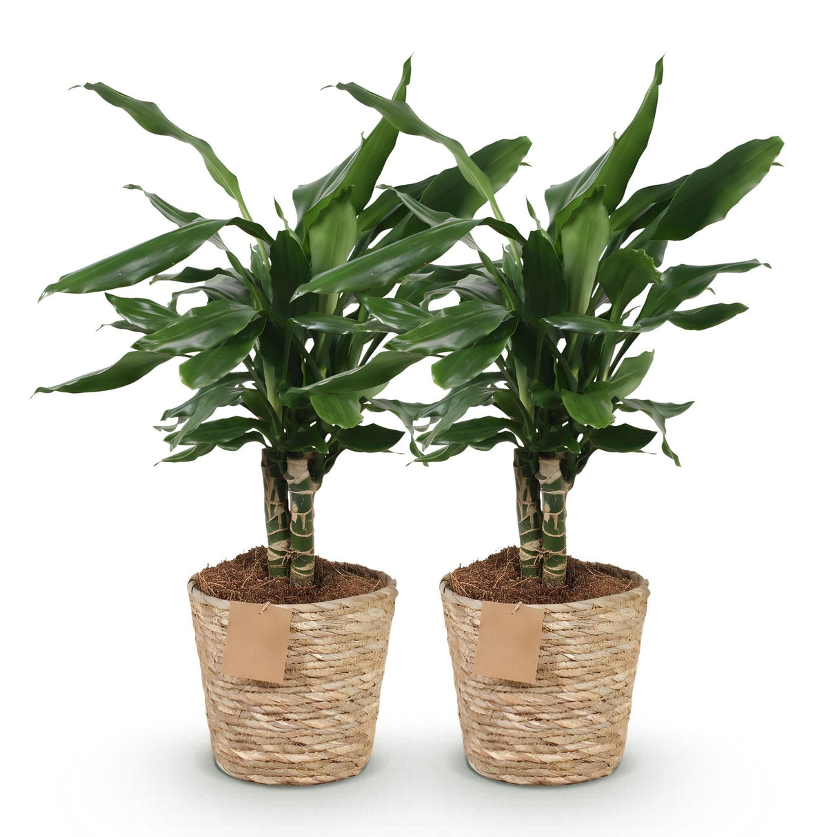 Livraison plante Dracaena Steudneri – Lot de 2 – Pot 17cm – Hauteur 50 - 55cm