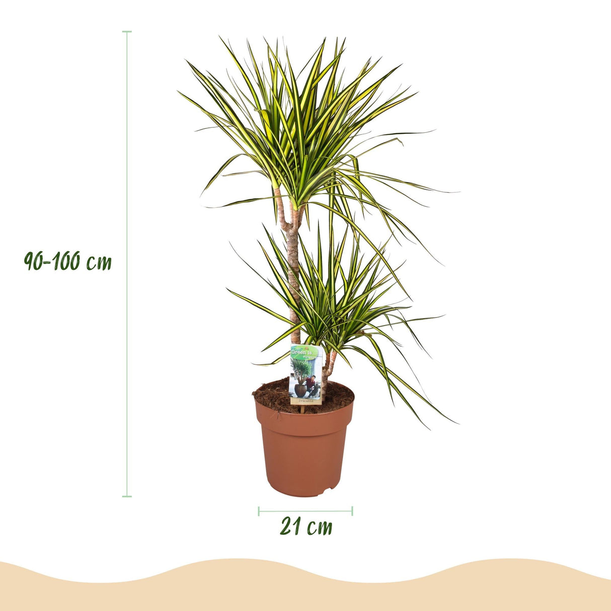 Livraison plante Dracaena Sunray