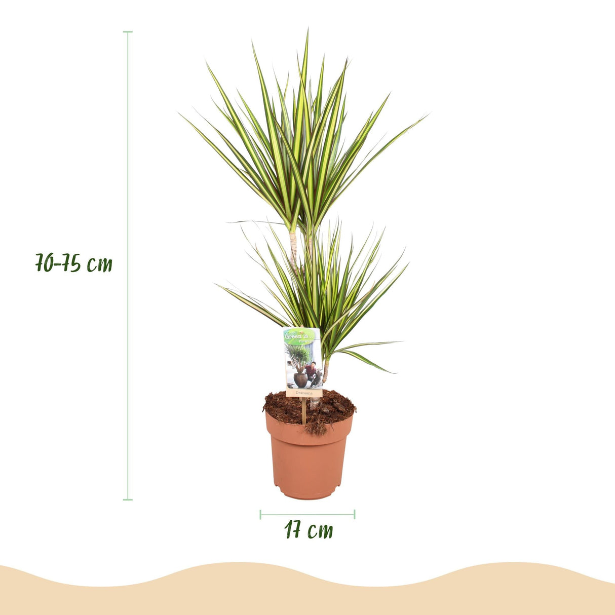 Livraison plante Dracaena Sunray – Lot de 1