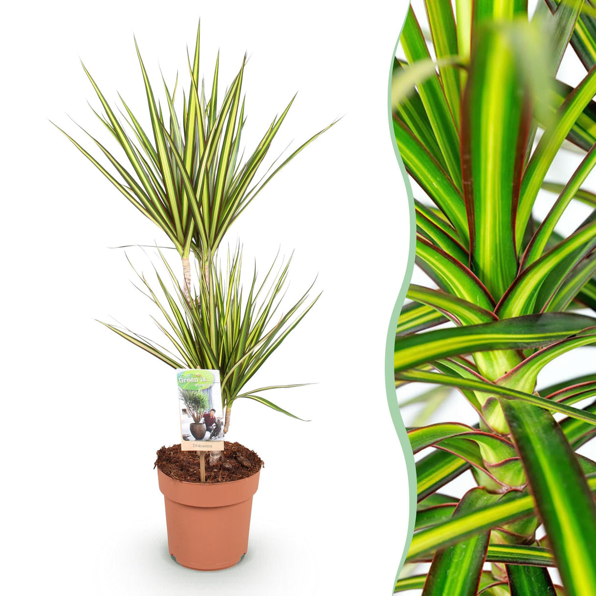Livraison plante Dracaena Sunray – Lot de 1