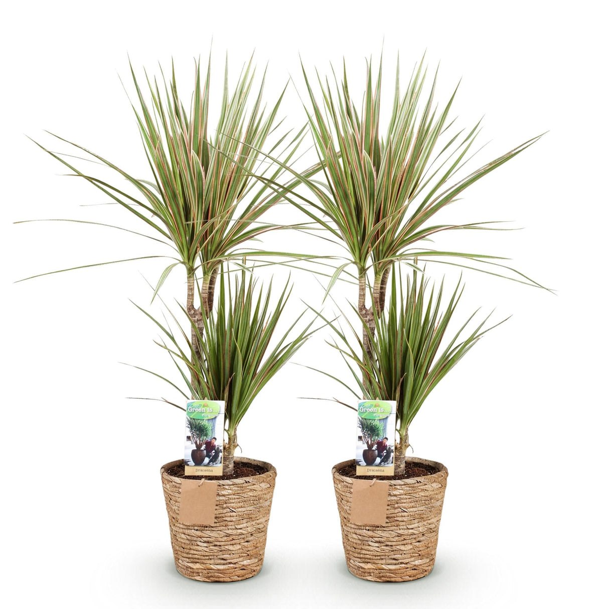 Livraison plante Dracaena Sunray – Lot de 2 – Pot 17 cm – Hauteur 70 - 75 cm