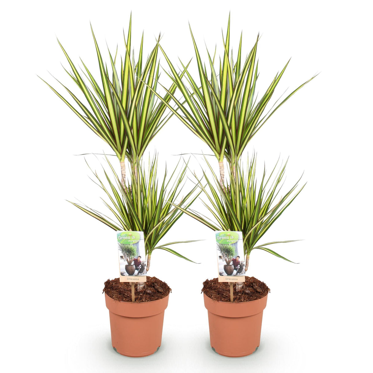 Livraison plante Dracaena Sunray – Lot de 2 – Pot 17 cm – Hauteur 70 - 75 cm