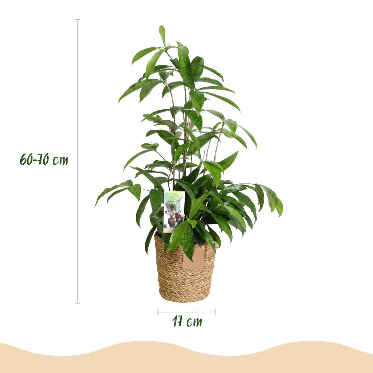 Livraison plante Dracaena surculosa et panier H65 cm