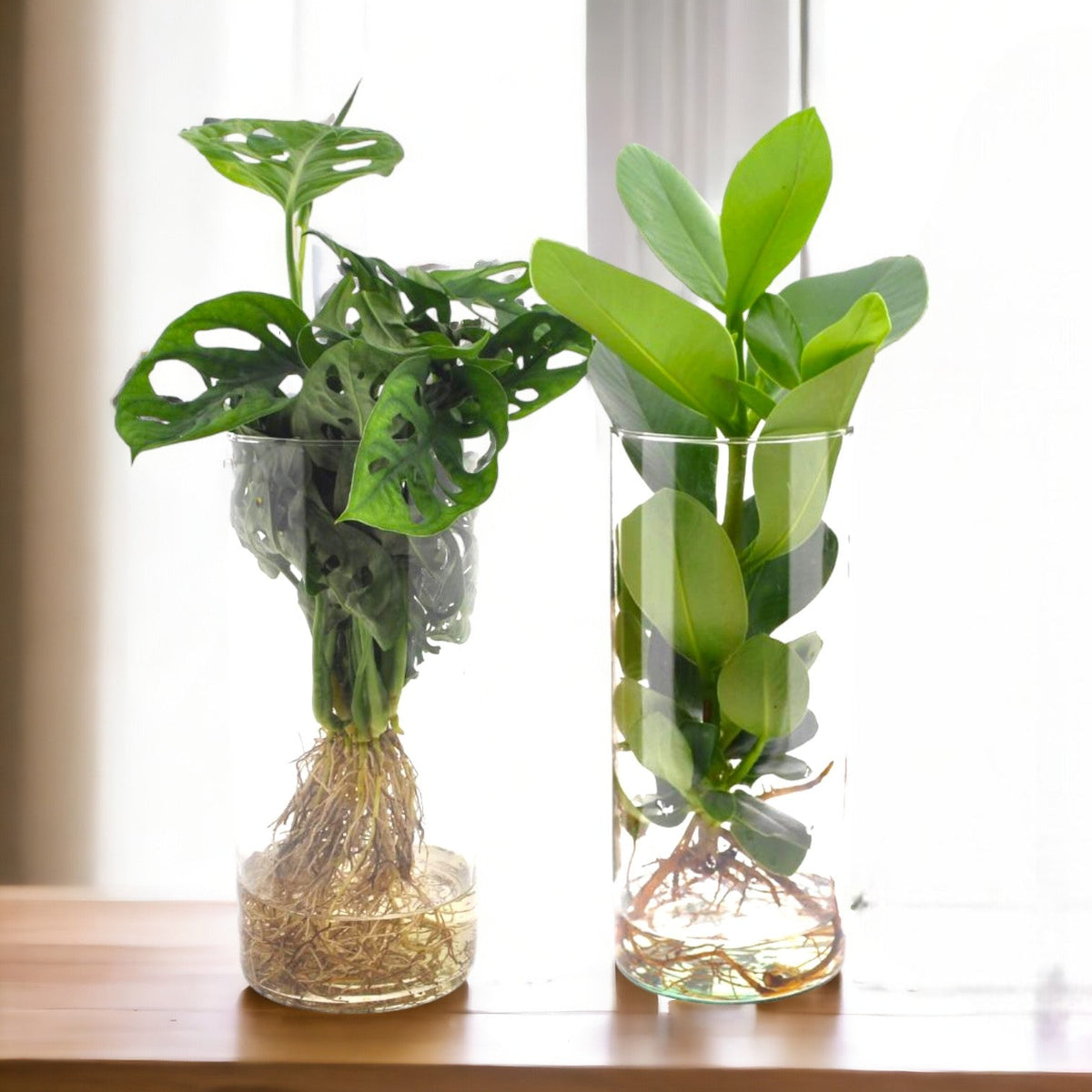 Duo von Pflanzen in der Hydrokultur: Monstera und Clusia Design