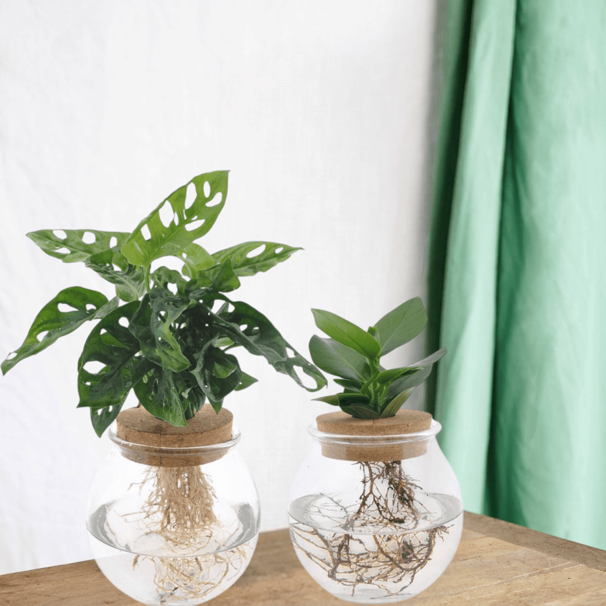 philodendron plowmanii Philodendron Plowmanii var. Citrus – Plantamani Plants
