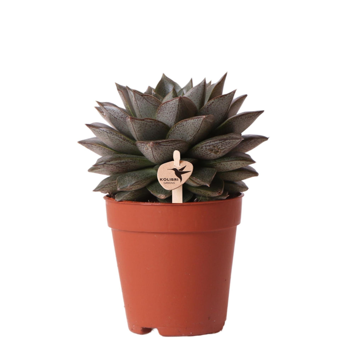 Livraison plante Echeveria Purpusorum h15cm - plante grasse d'intérieur