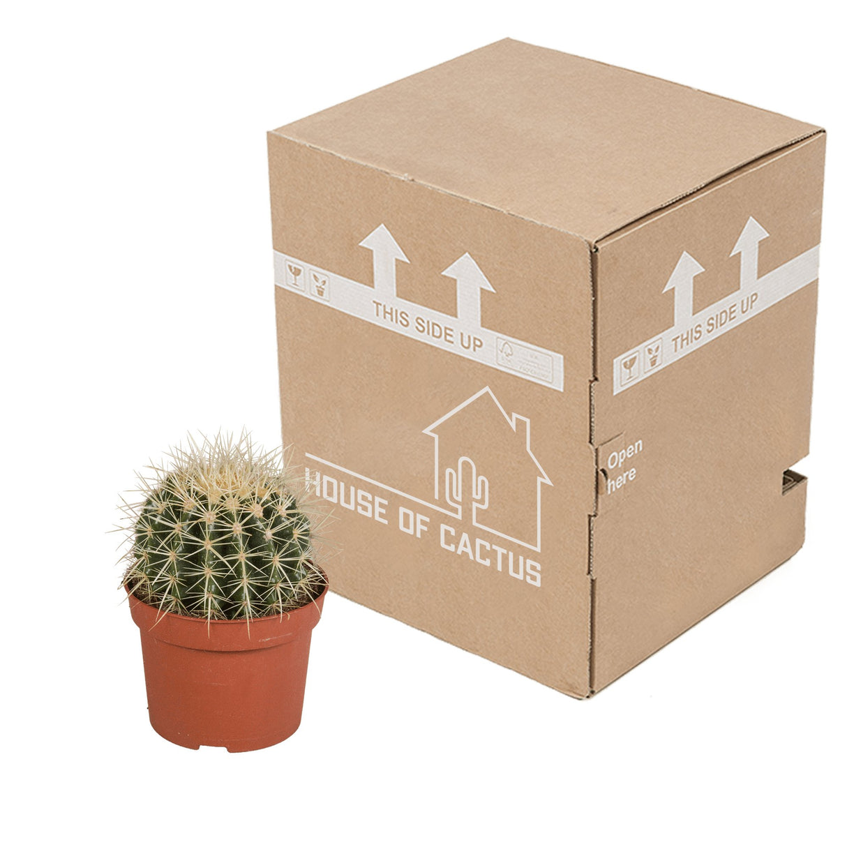 Livraison plante Echinocactus Grusonii - cactus d'intérieur