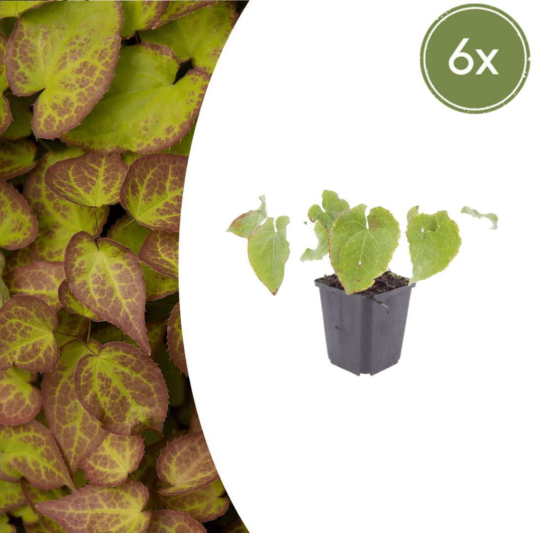 Livraison plante Epimedium