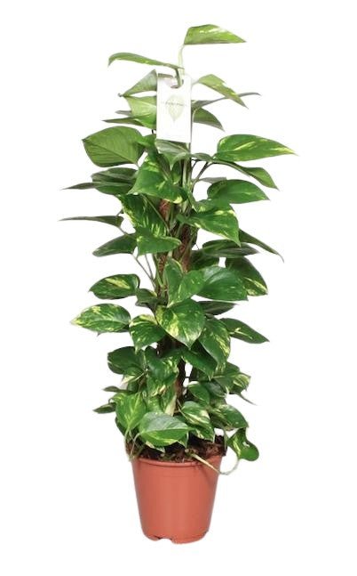 Livraison plante Epipremnum Pinnatum Mosstok 80cm Scindapsus