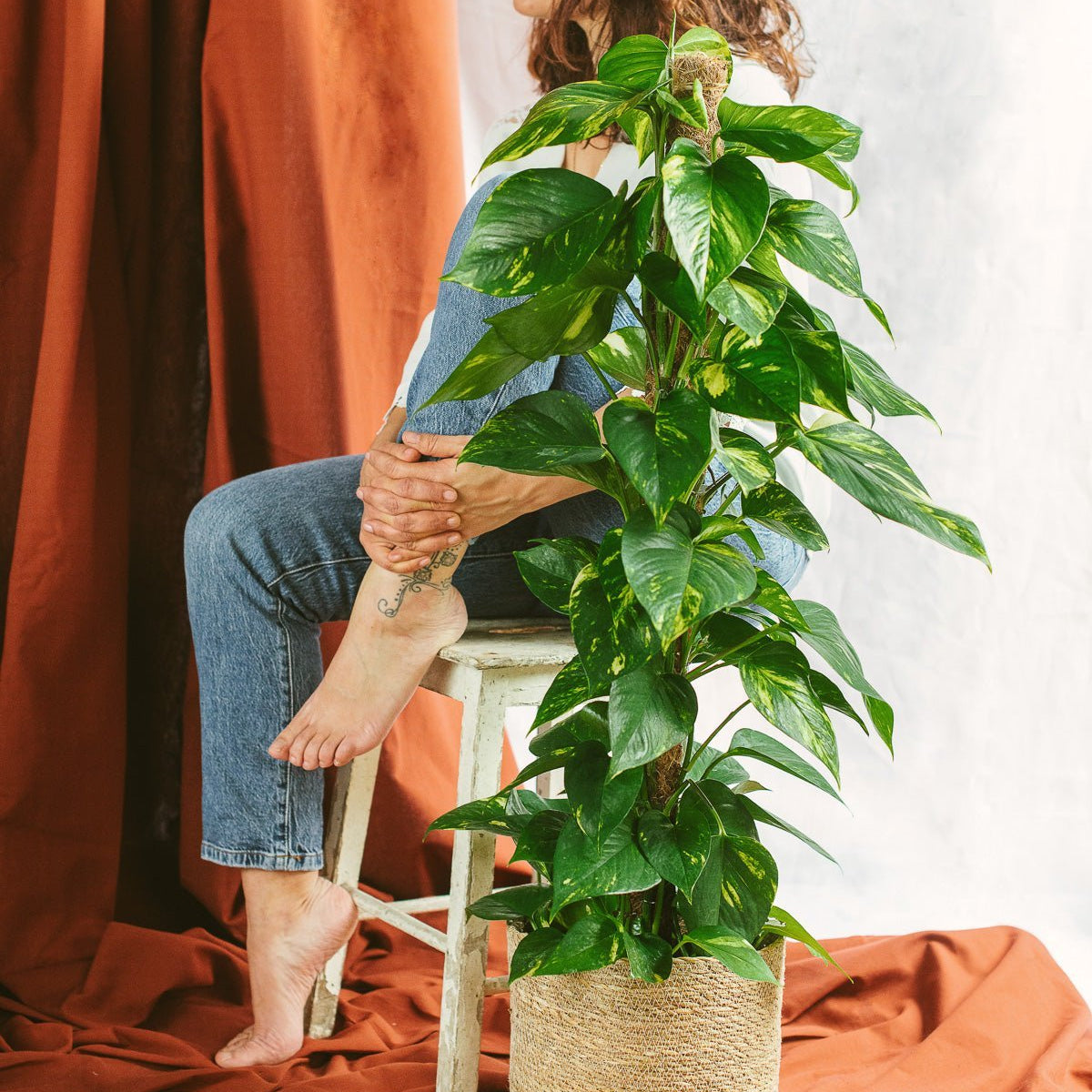 Epipremnum Pothos: Teufelsefeu, einfache Zimmerpflanze