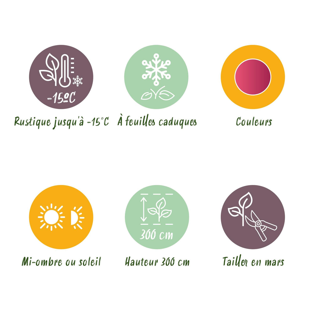 Livraison plante Érable du Japon Phoenix – Pot 12 cm – Hauteur 35 cm