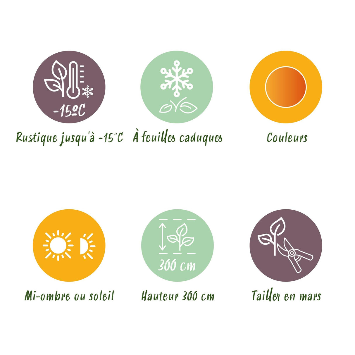 Livraison plante Érable du Japon Sangokaku – Pot 12 cm – Hauteur 35 cm