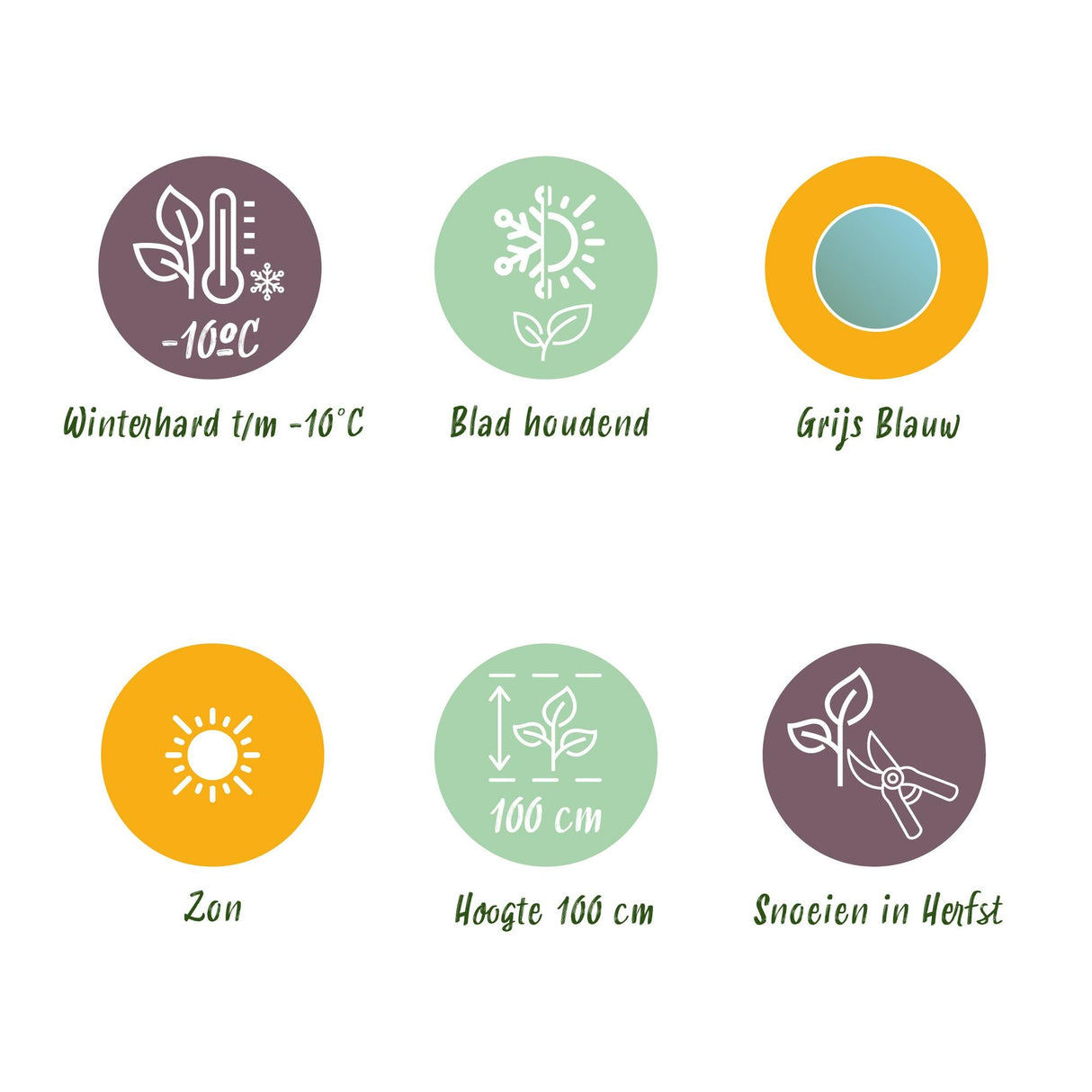 Livraison plante Eucalyptus gunnii – Lot de 4 – Pot 14 cm – Hauteur 30 cm