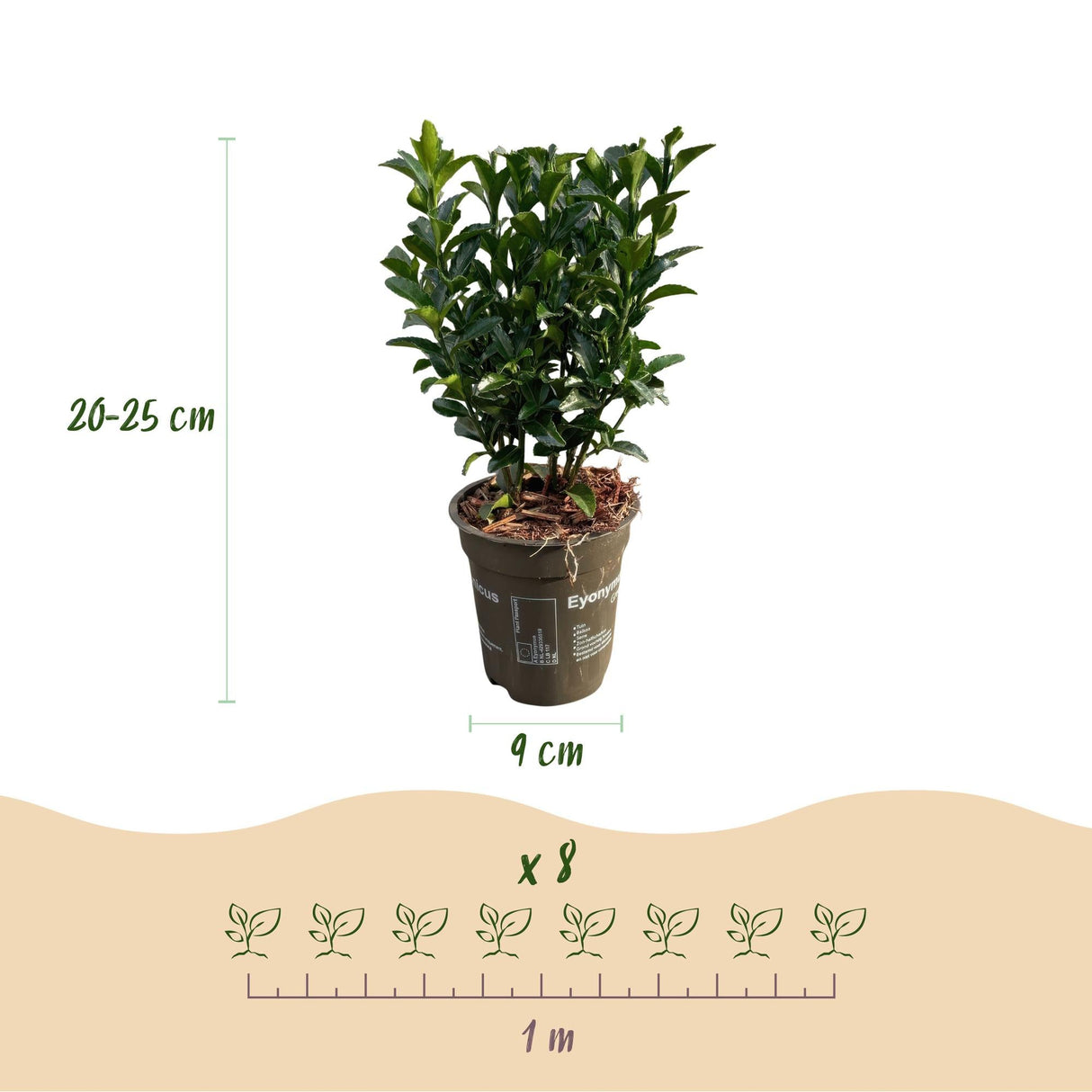 Livraison plante Euonymus japonica Green Spire – Lot de 8 – Hauteur 20 - 25 cm