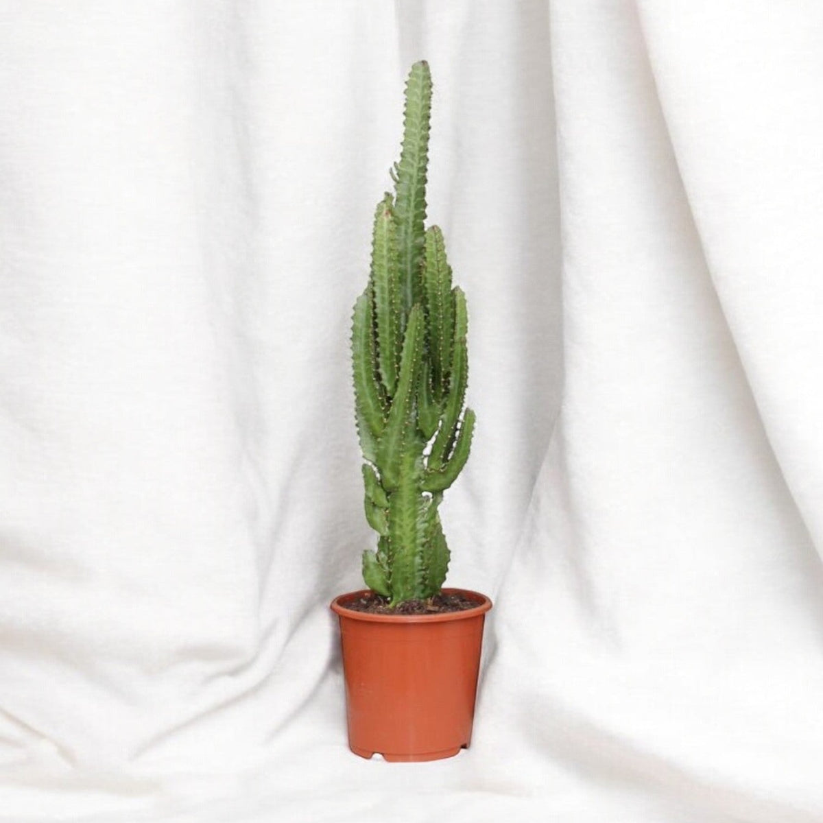 Euphorbia trigona: Grüne und rote Zierpflanze 70 cm