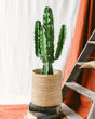 Livraison plante Euphorbia