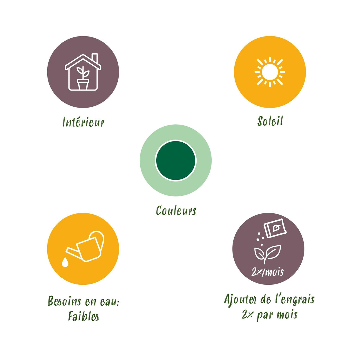 Livraison plante Euphorbia eritrea d19 cm H70cm