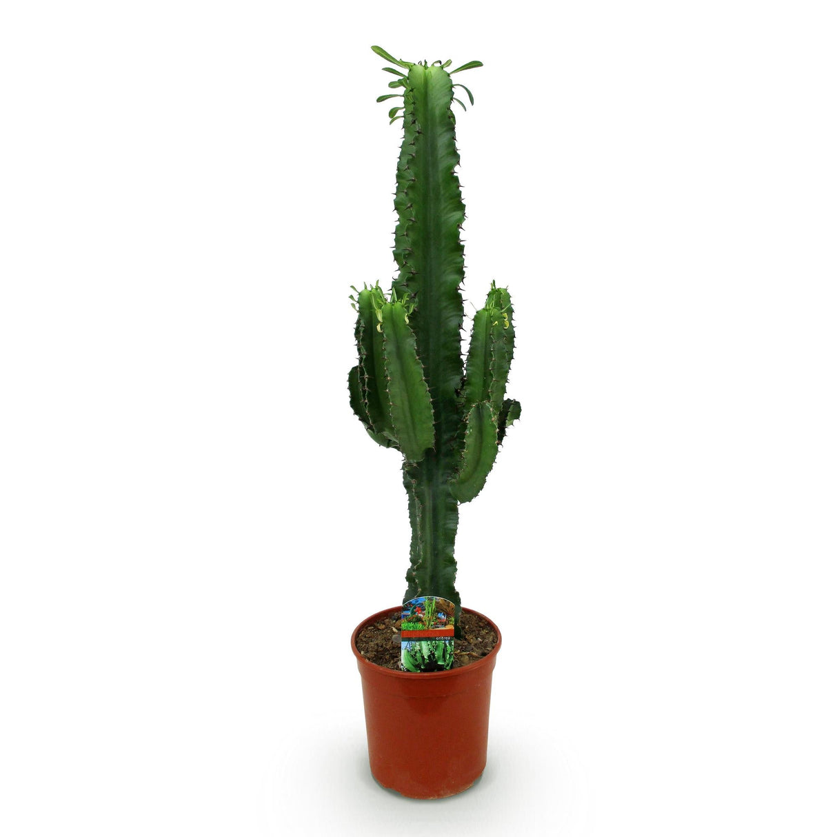 Livraison plante Euphorbia eritrea d19 cm H70cm