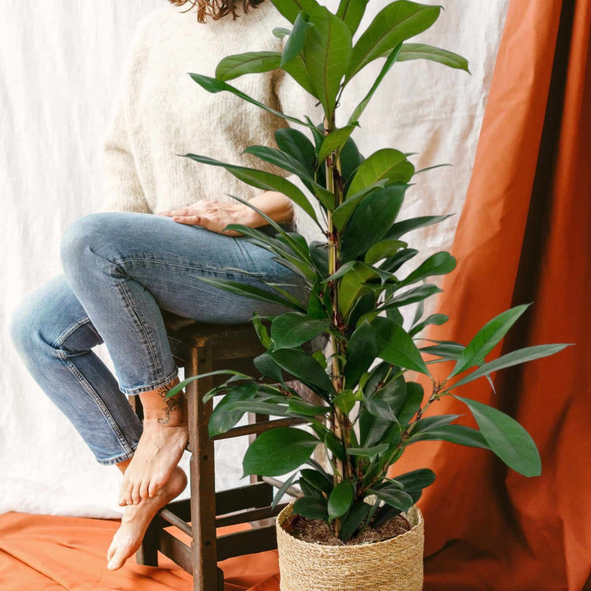 Ficus Cyathistipula – Einzigartige und robuste Zimmerpflanze