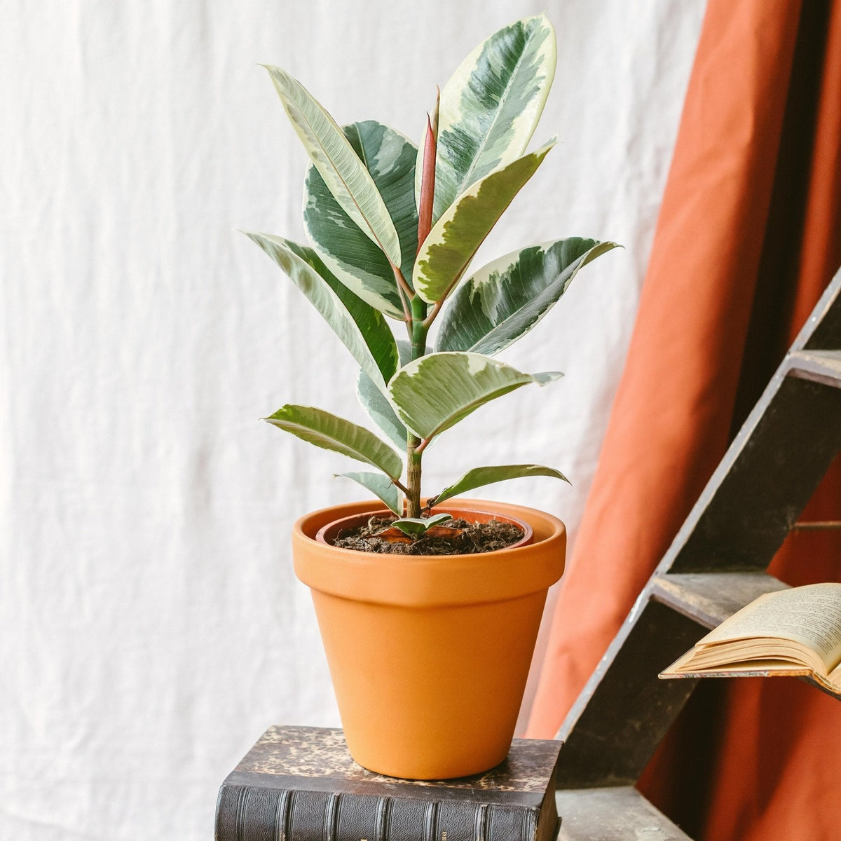 Ficus Elastica Tineke – einfache und reinigende Zimmerpflanze