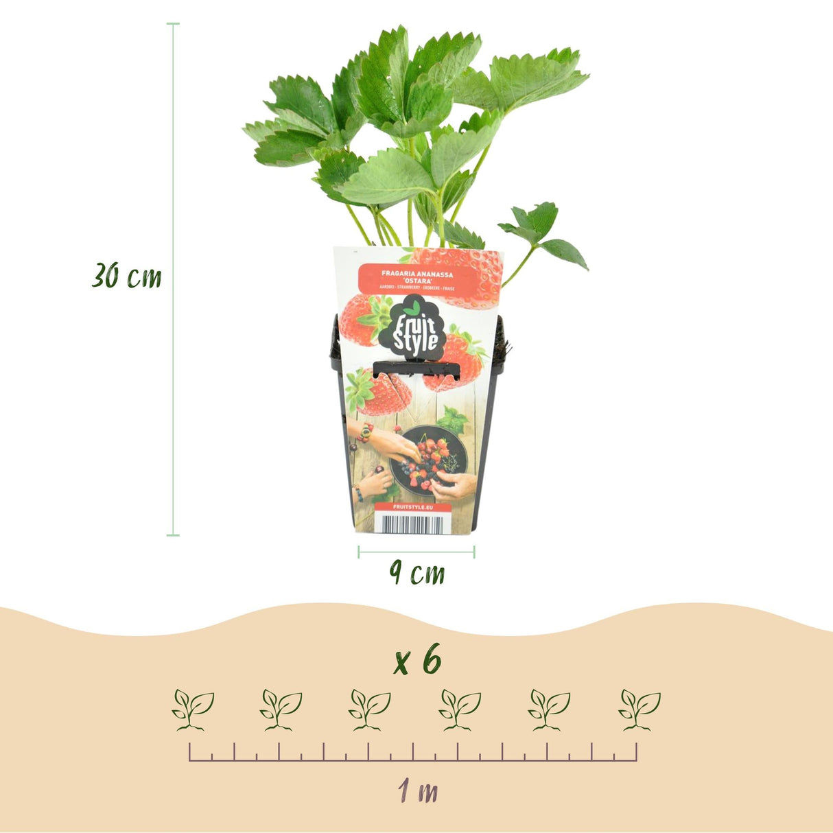 Livraison plante Fraise Fragaria Elvira – Lot de 6 – Pot 9 cm