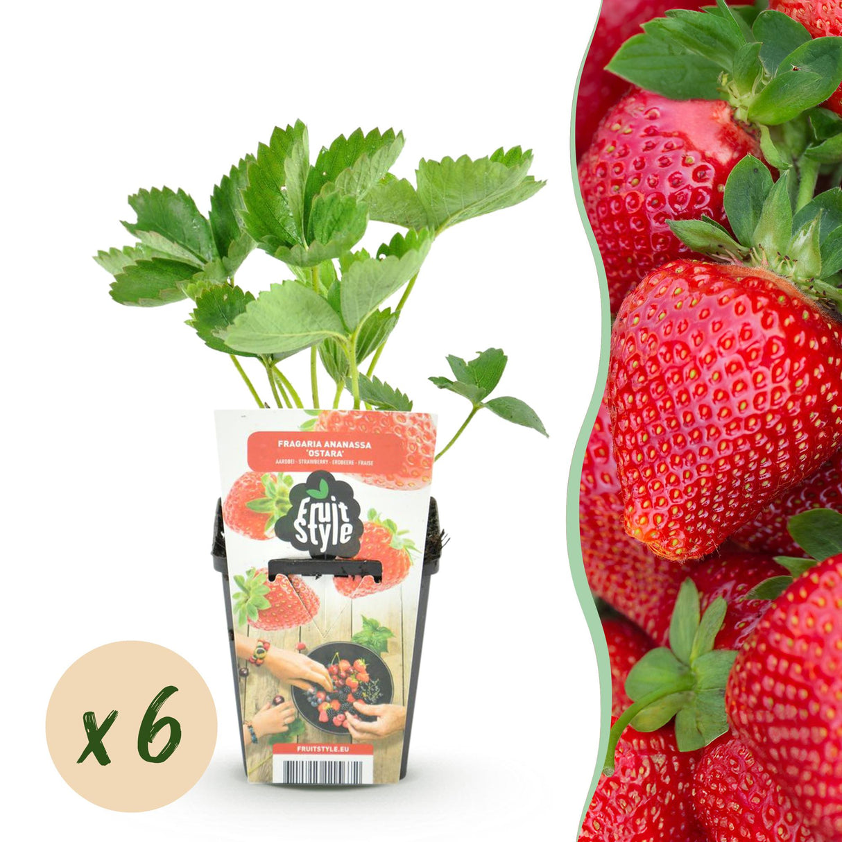 Livraison plante Fraisier Maxim – Lot de 6 – Pot 9 cm