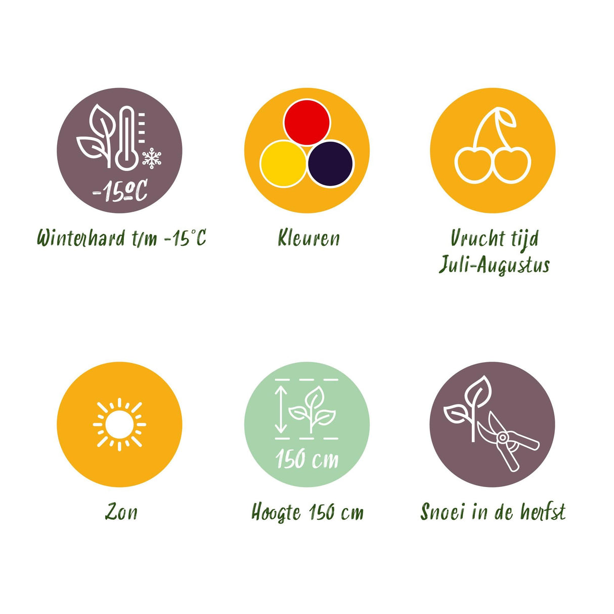 Livraison plante Fruitier tricolore – Lot de 6 – Pot 9 cm