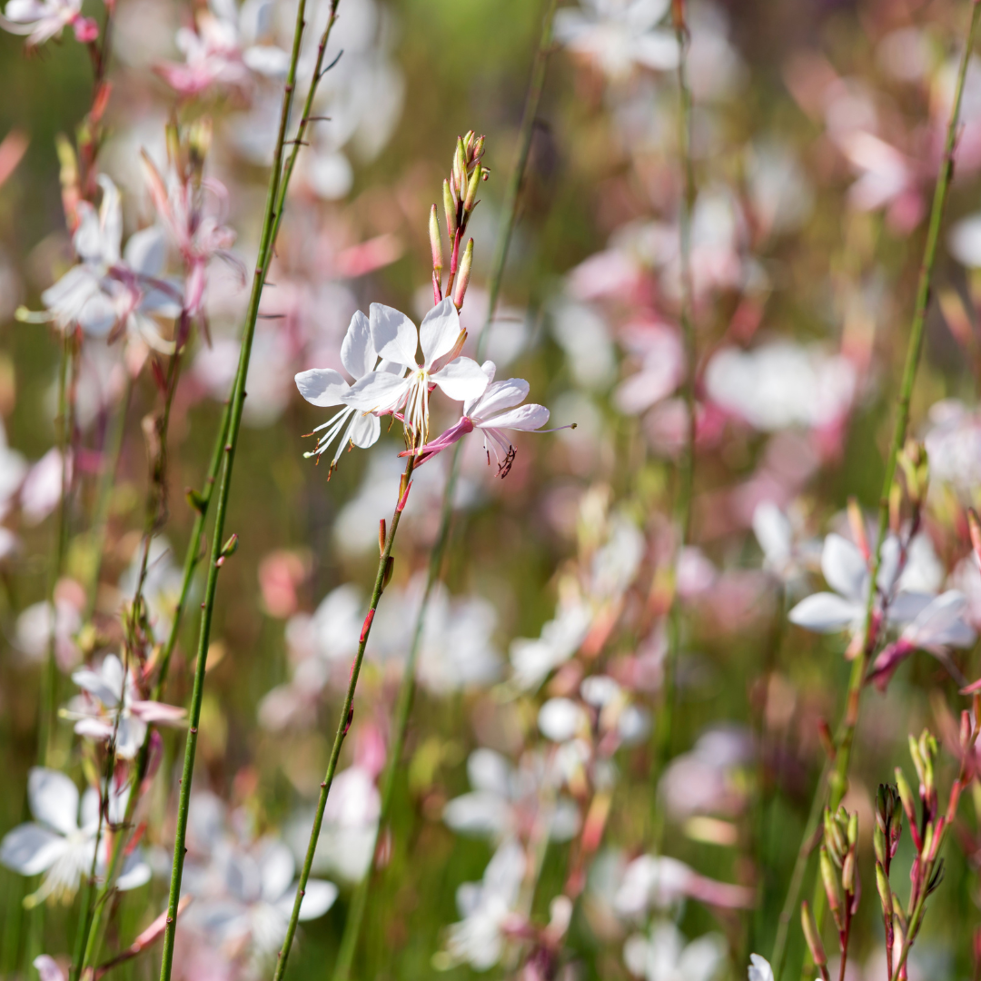 Livraison plante Gaura blanche papillon