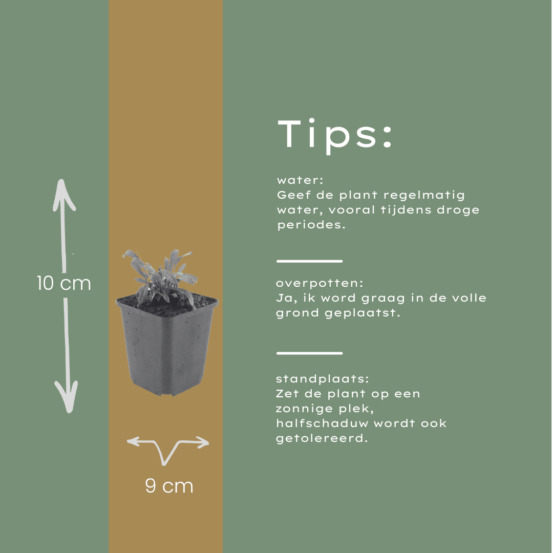 Livraison plante Gaura rose