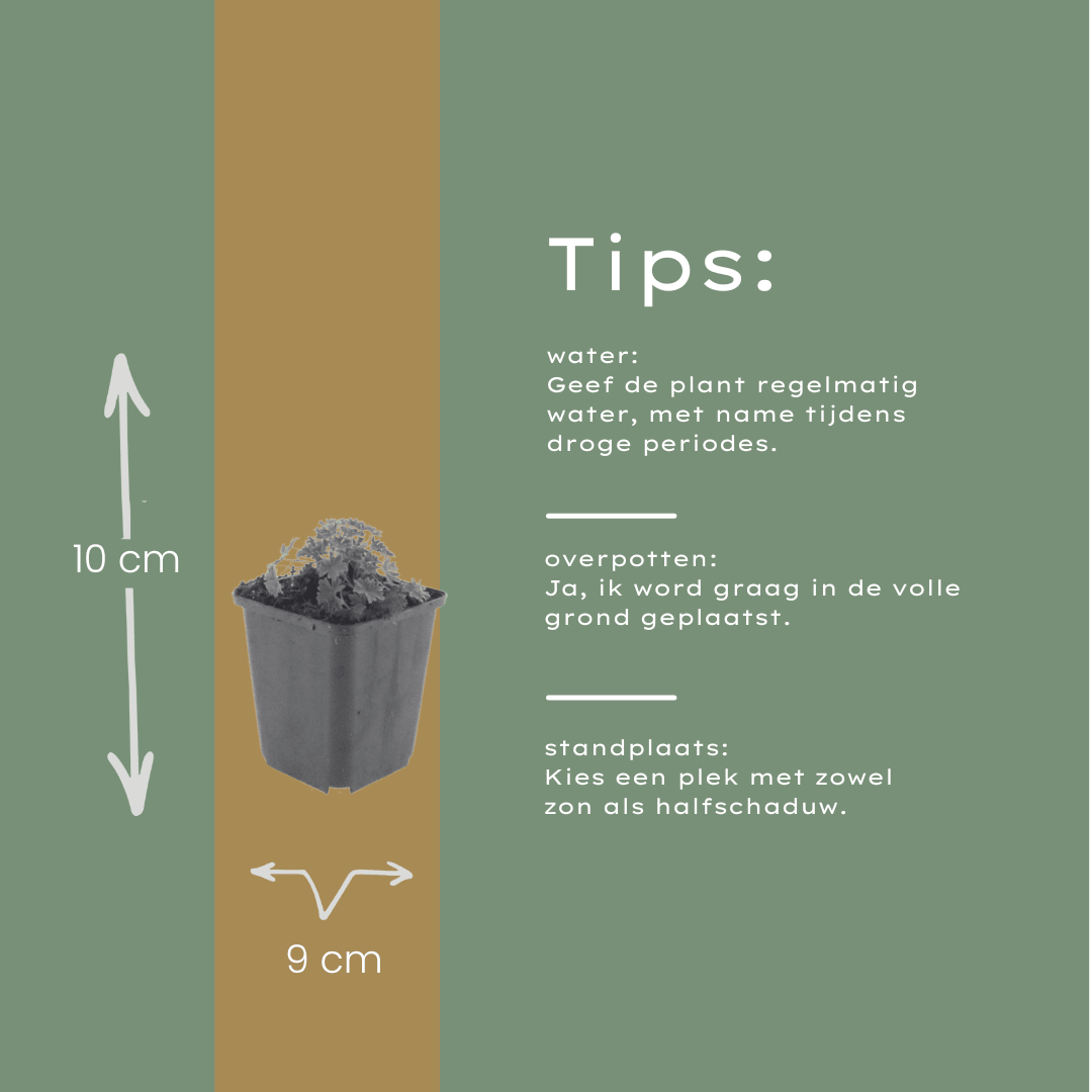 Livraison plante Geranium ballerine