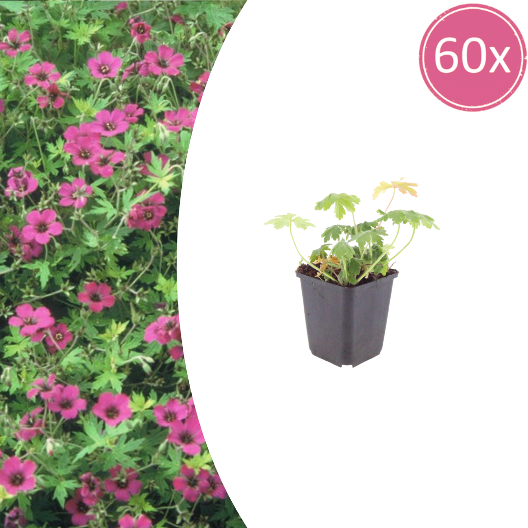 Livraison plante Geranium Bevans
