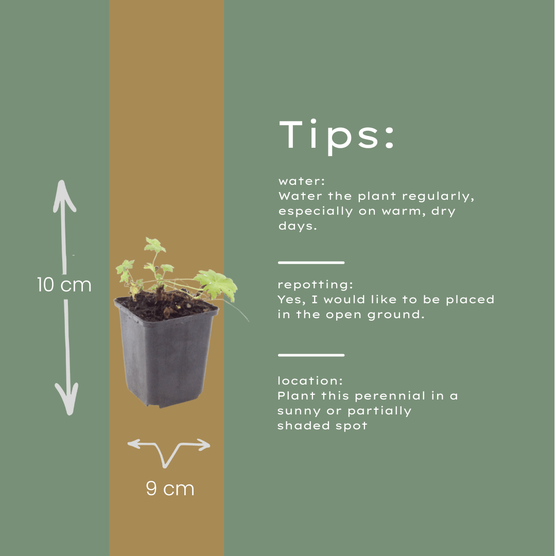 Livraison plante Geranium blanc