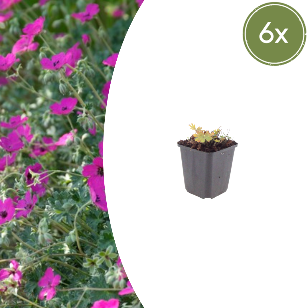 Livraison plante Geranium Max frei