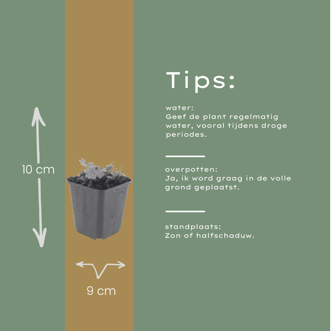 Livraison plante Geranium rose