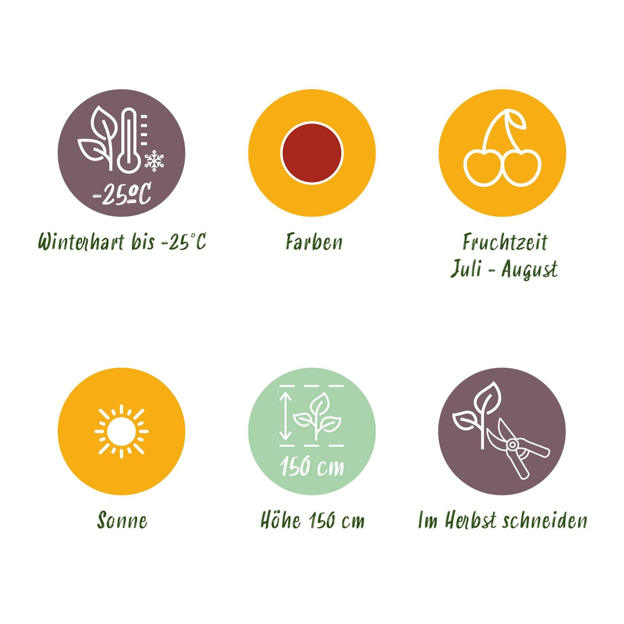 Livraison plante Groseillier à maquereau Hinnonmäki Röd – Lot de 6 – Pot 9 cm