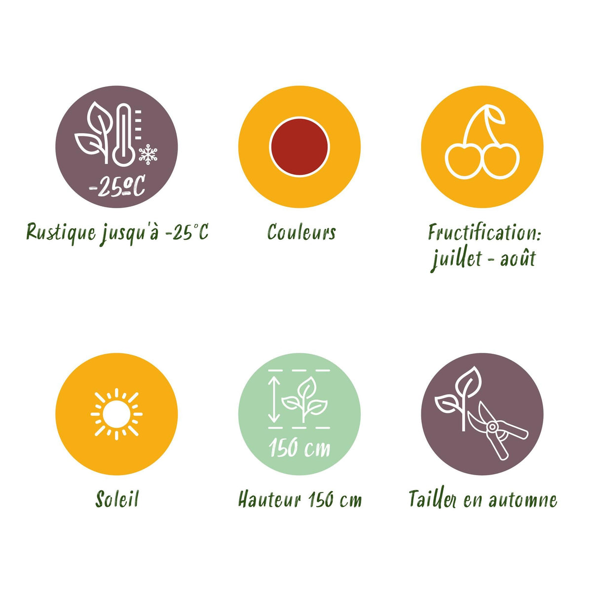 Livraison plante Groseillier à maquereau Hinnonmäki Röd – Lot de 6 – Pot 9 cm