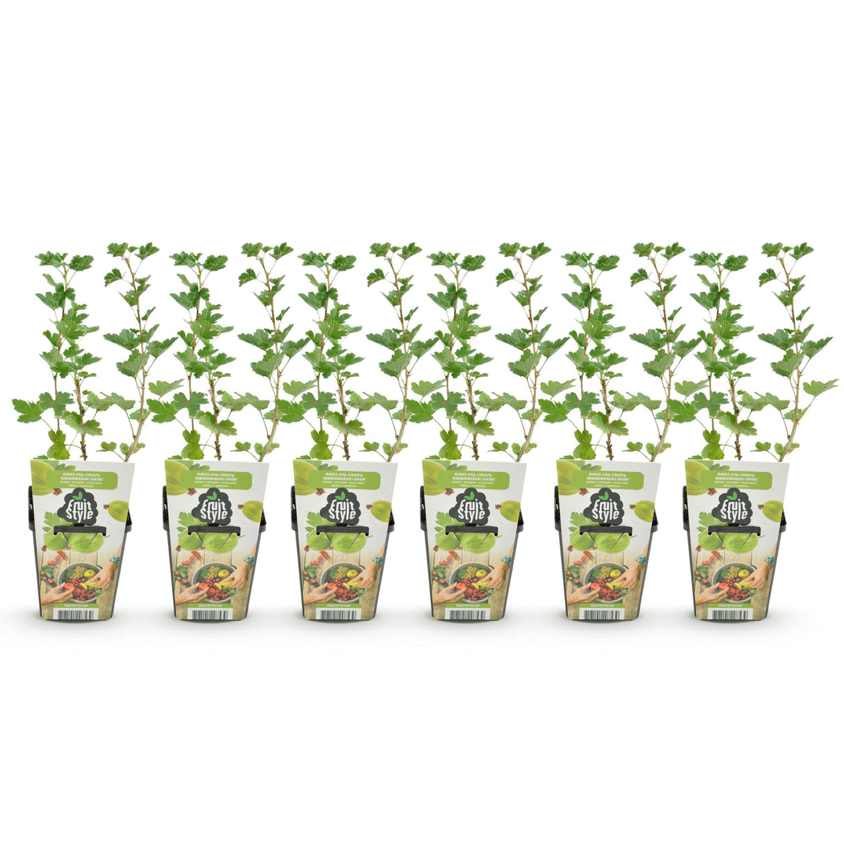 Livraison plante Groseillier maquereau Hinnonmäki Grün – Lot de 6 – Pot 9 cm