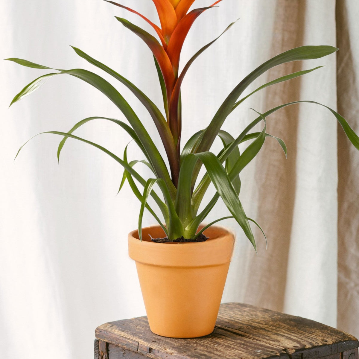 Guzmania Variada: Elegante Zimmerpflanze