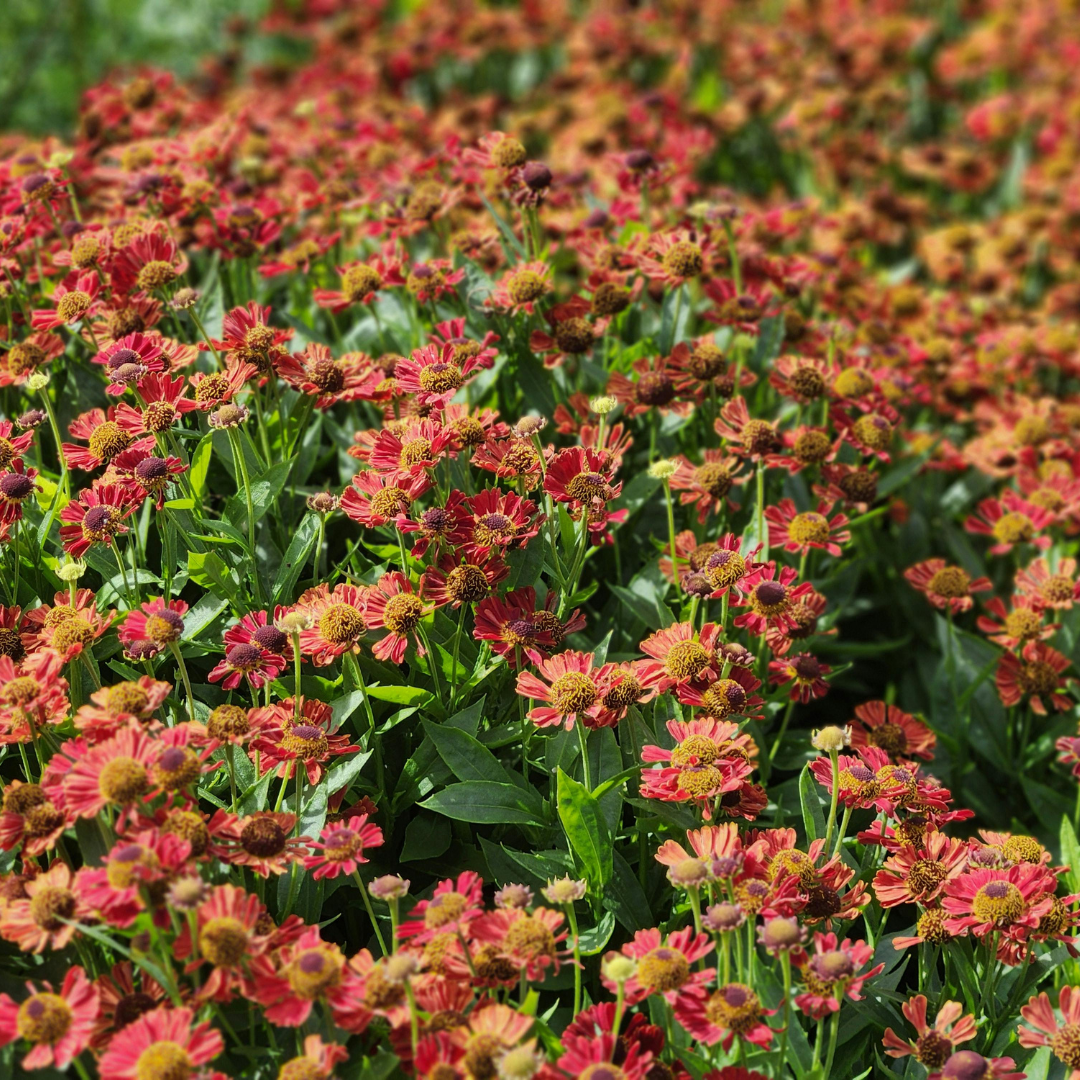 Livraison plante Hélénie orange