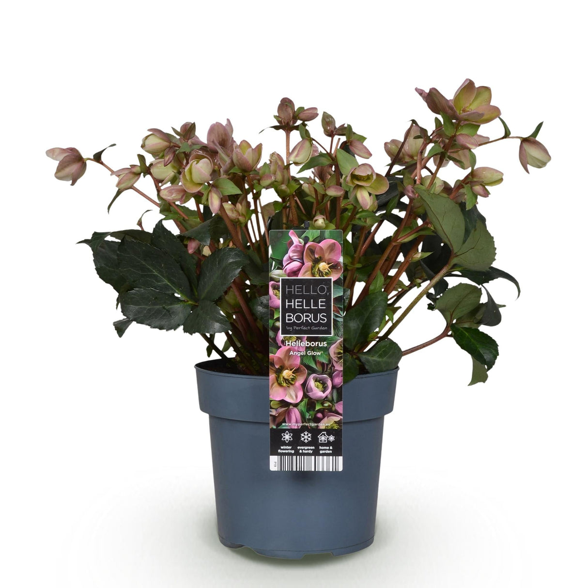 Livraison plante Hellébore Angels Glow – Pot 19 cm – Hauteur 50 cm