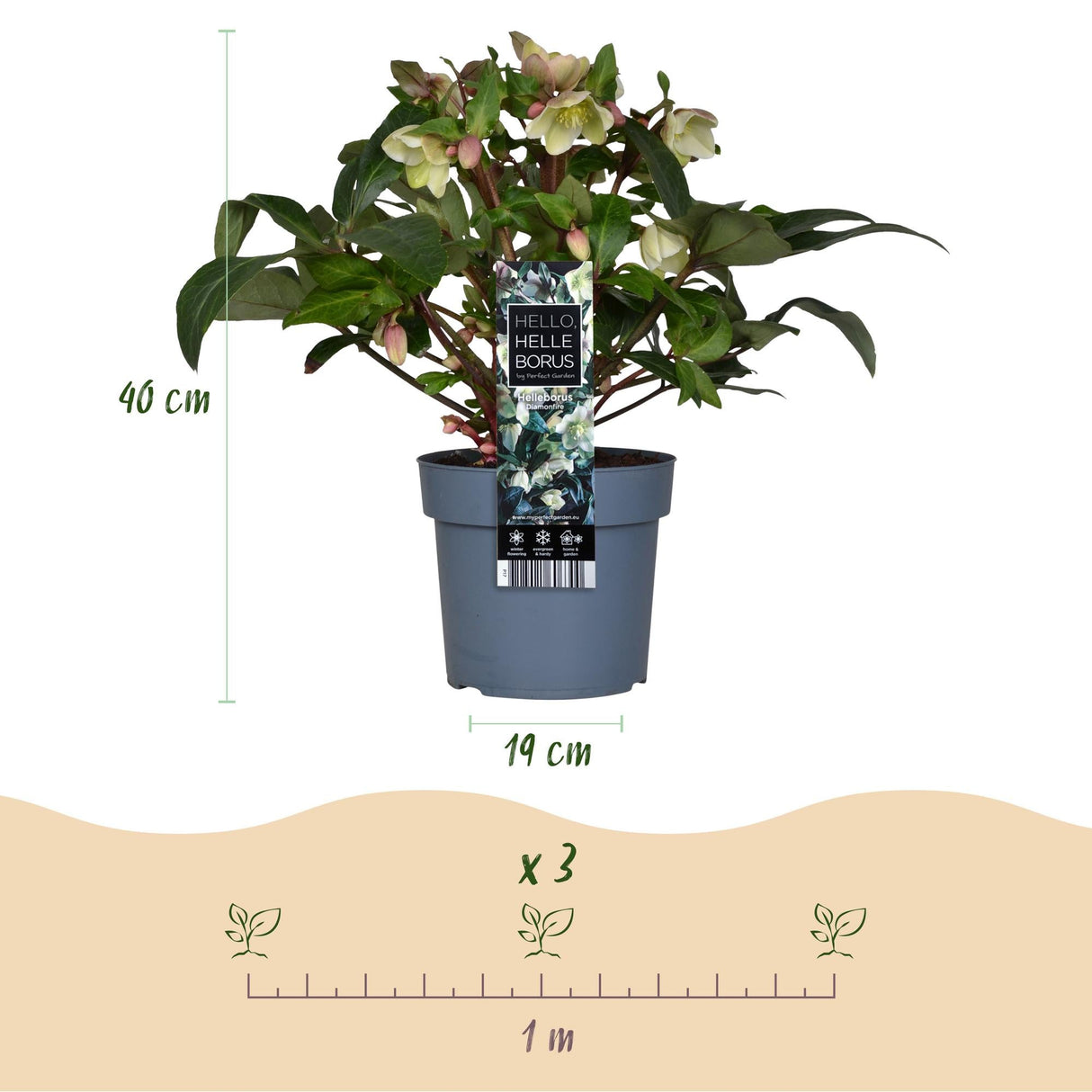 Livraison plante Hellébore Diamfire – Pot 19 cm – Hauteur 40 cm