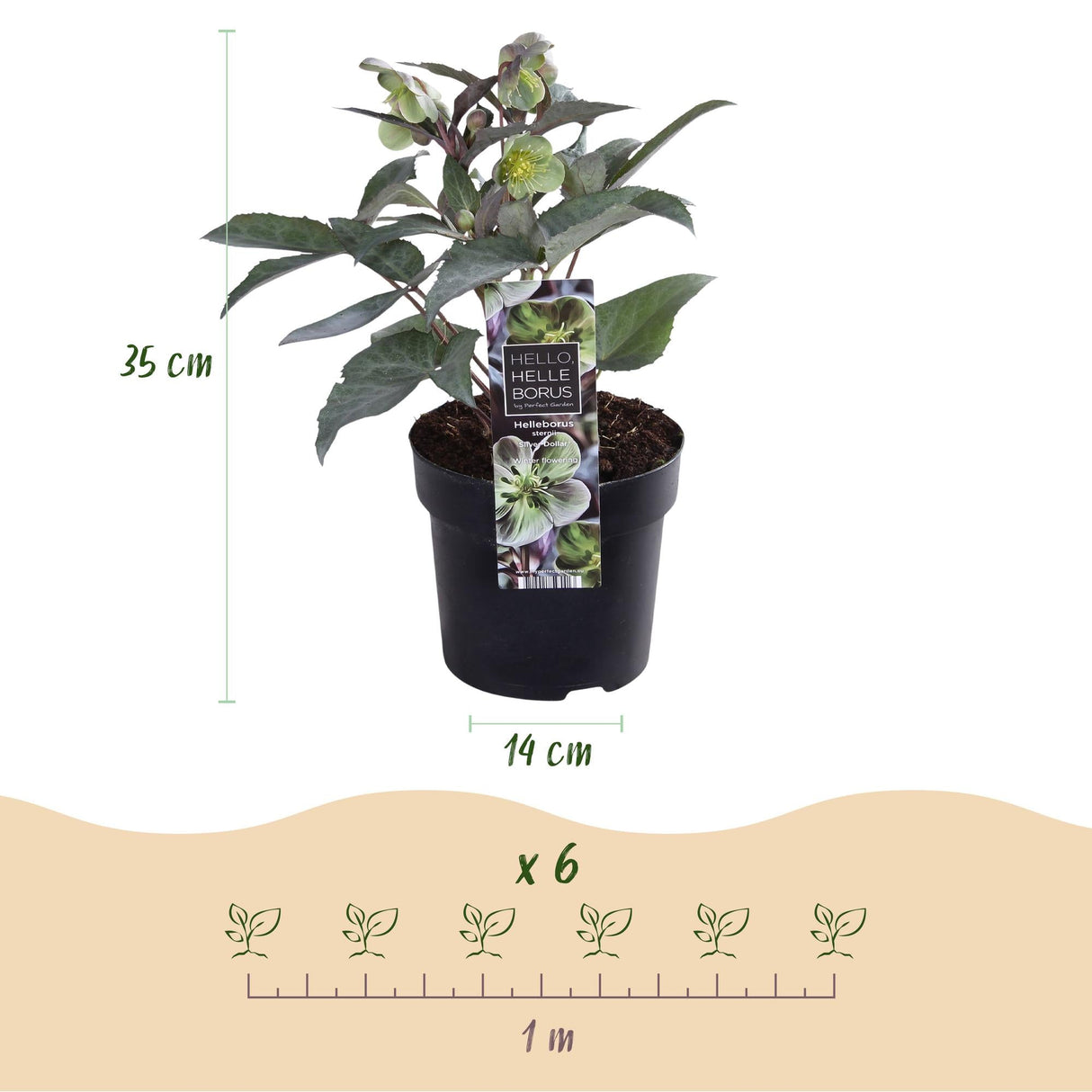 Livraison plante Hellébore sternii Silver Dollar – Lot de 1 – Pot 14 cm