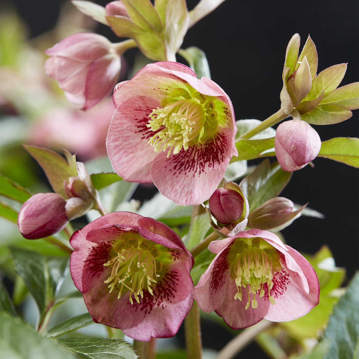 Livraison plante Helleborus Dacaya – Lot de 1 – Pot 19 cm – Hauteur 50 cm